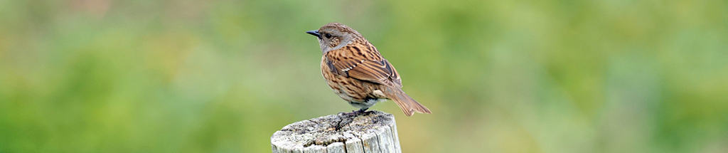 Dunnock